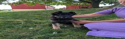 German Shepherd dogs for sale: Dani - Ad 20