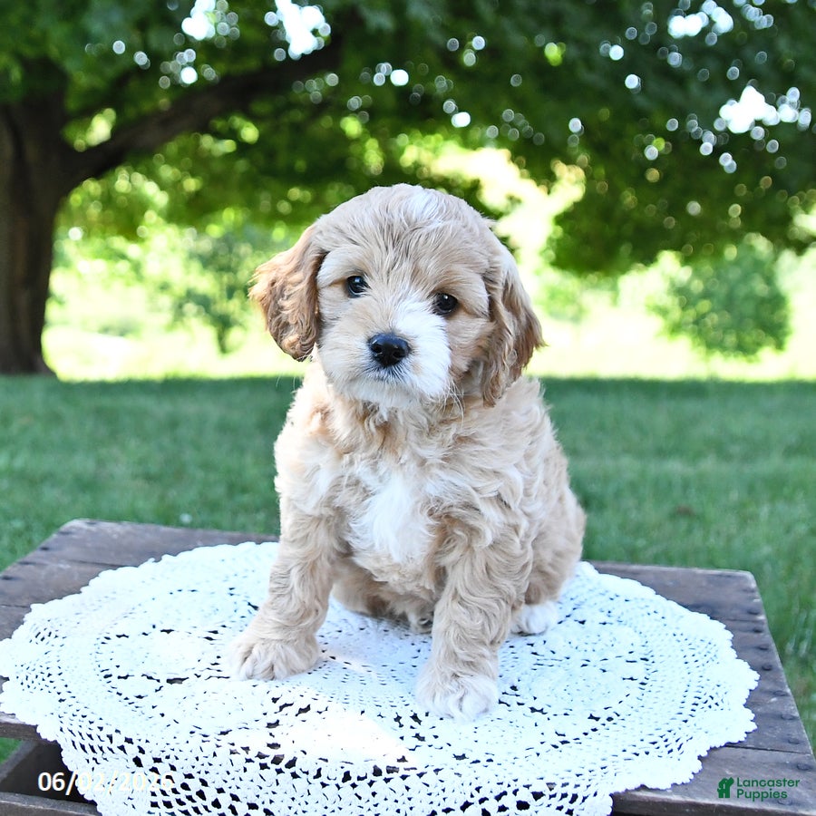 Cockapoo dogs for sale: Sweetie - Ad 3