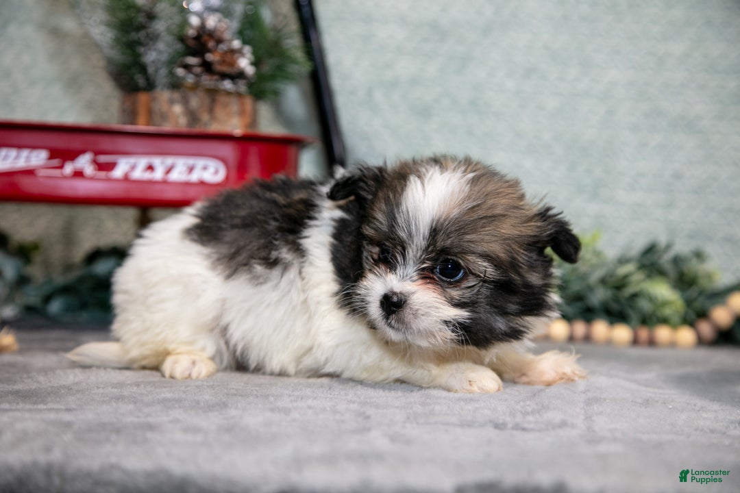 Mixed Breed dogs for sale: Georgia - Ad 3