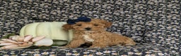 Bichpoo dogs for sale: Vanessa 8 lbs Full Grown - Ad 4