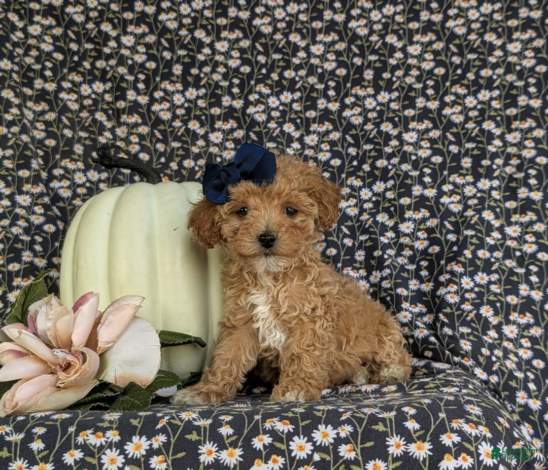 Bichpoo dogs for sale: Vanessa 8 lbs Full Grown - Ad 4