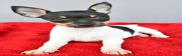 Toy Fox Terrier dogs for sale: Biscuit - Ad 6