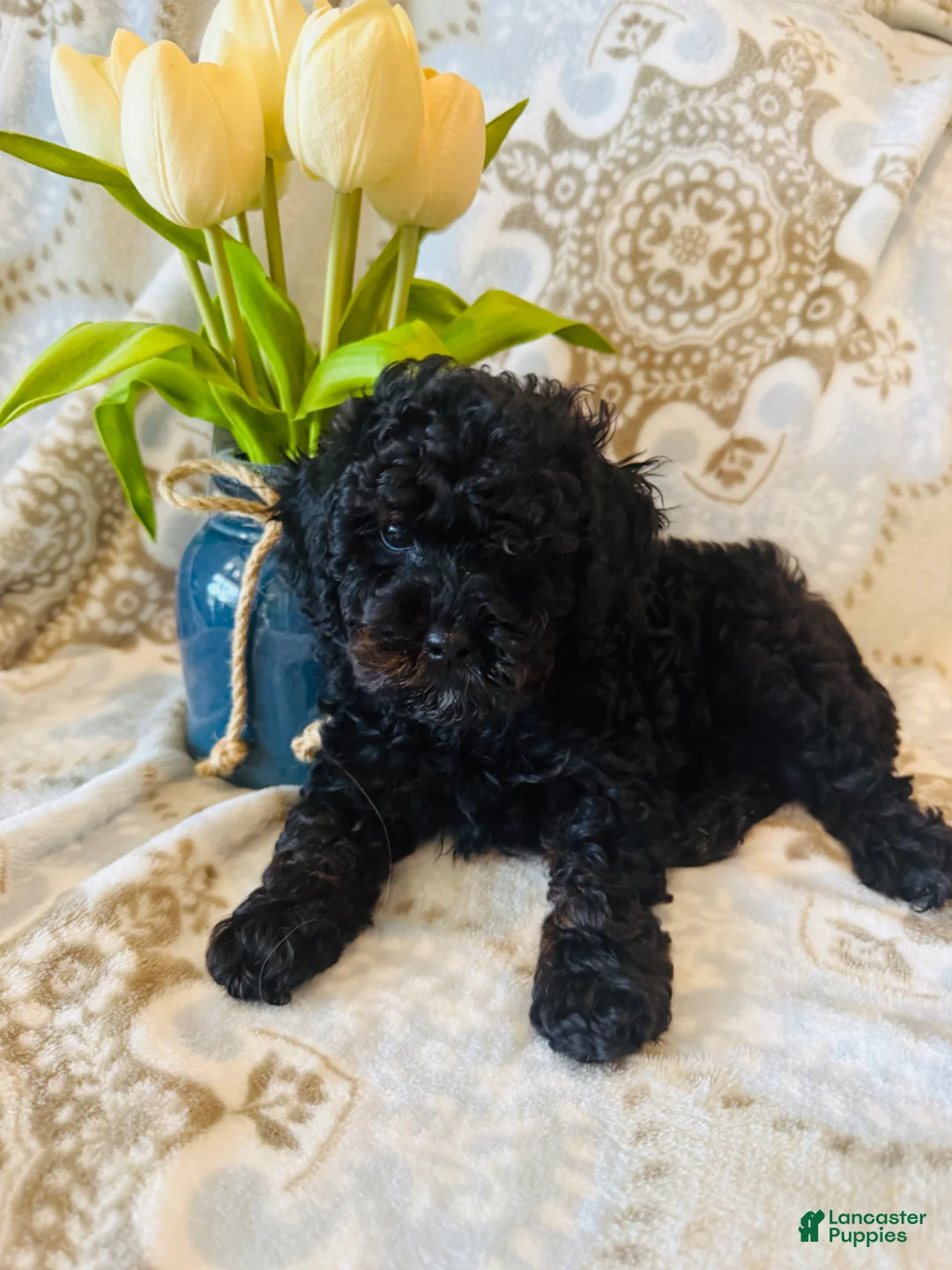 Miniature Poodle dogs for sale: Miniature Poodle Puppy 3 - Ad 1