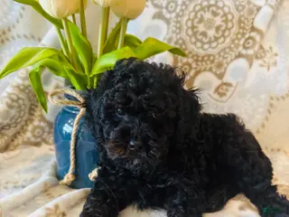 Miniature Poodle dogs Miniature Poodle Puppy 3 - Ad 13