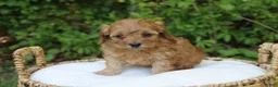 Cavapoo dogs for sale: Max - Ad 2