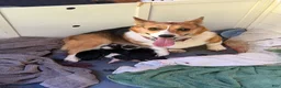 Welsh Corgi Pembroke dogs for sale: Welsh Corgi Pembroke Puppy 2 - Ad 3