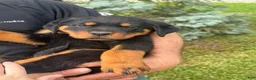 Rottweiler dogs for sale: Zeus - Ad 1