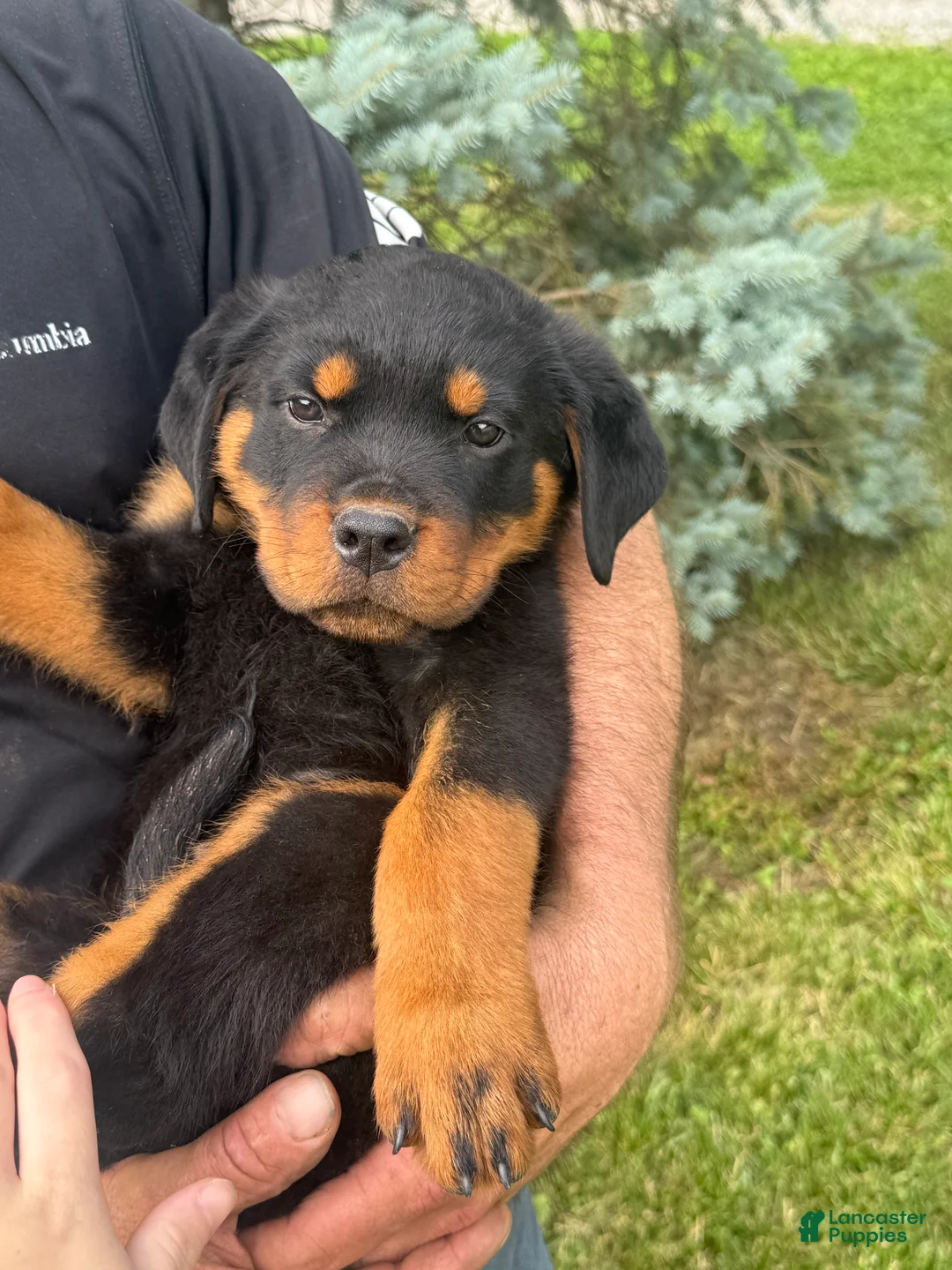 Rottweiler dogs for sale: Zeus - Ad 1
