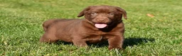 Labrador Retriever dogs for sale: Mira - Ad 12