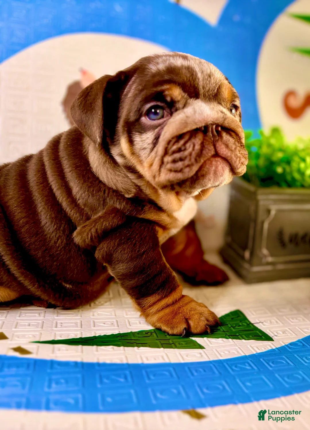 English Bulldog dogs for sale: Xpresso - Ad 2