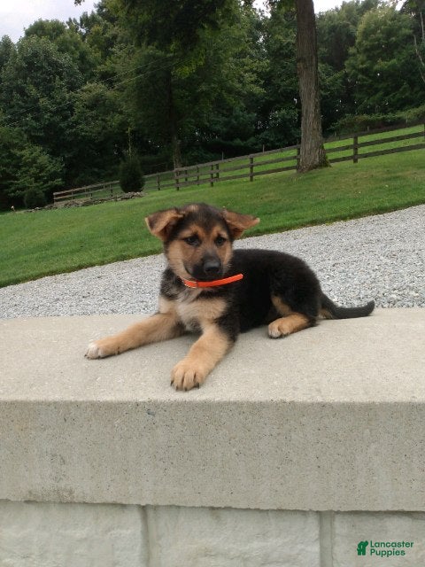 German Shepherd dogs Milo - Ad 2