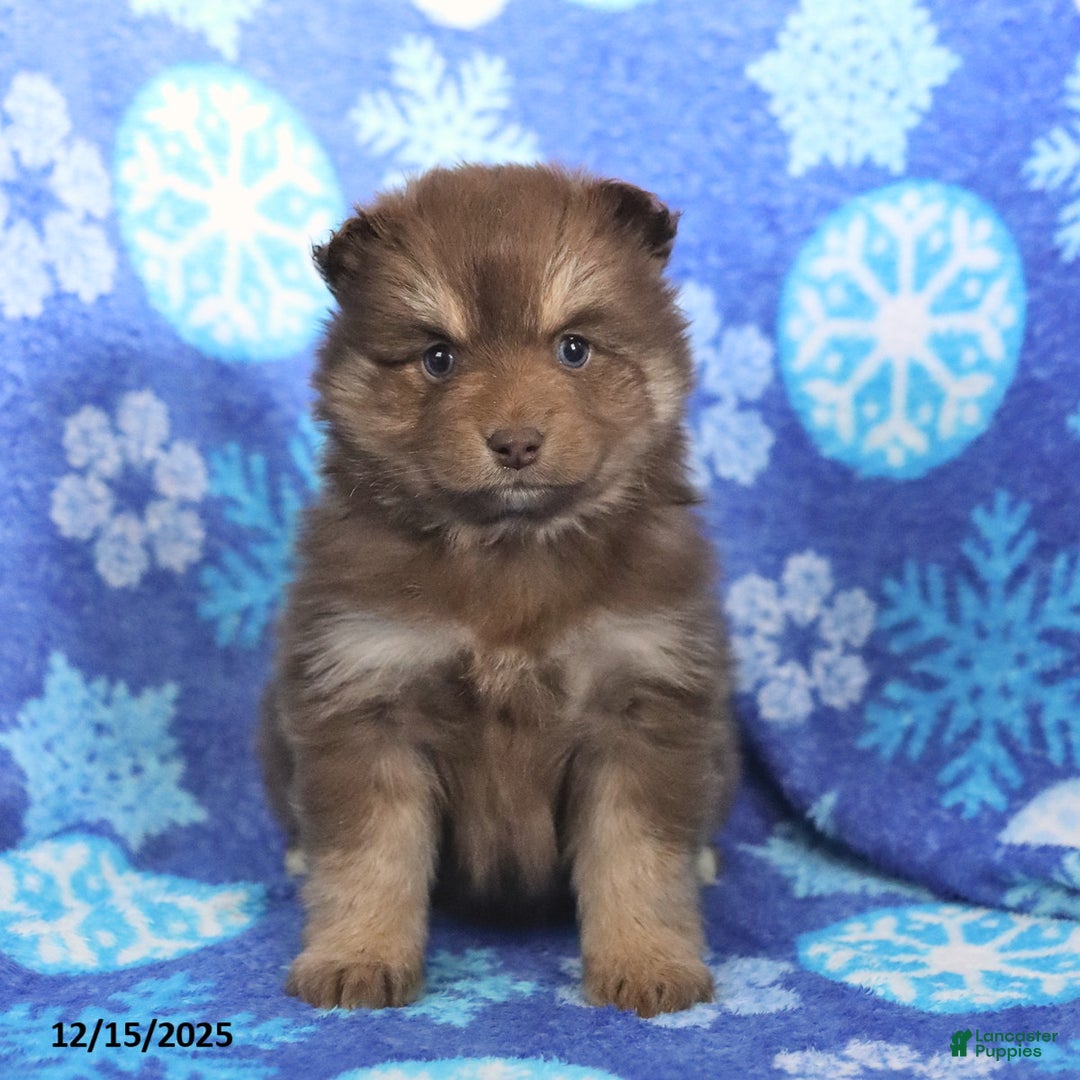 Pomsky dogs for sale: Fluffy - Ad 1