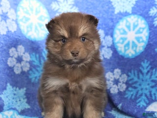 Pomsky dogs Fluffy - Ad 25