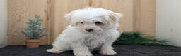 Havanese dogs for sale: Mya - Ad 8