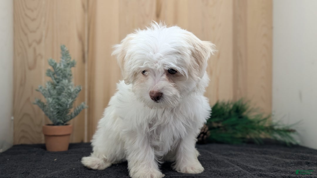 Havanese dogs for sale: Mya - Ad 8
