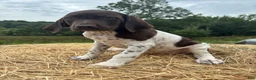 German Shorthaired Pointer dogs for sale: German Shorthaired Pointer 4 - Ad 3