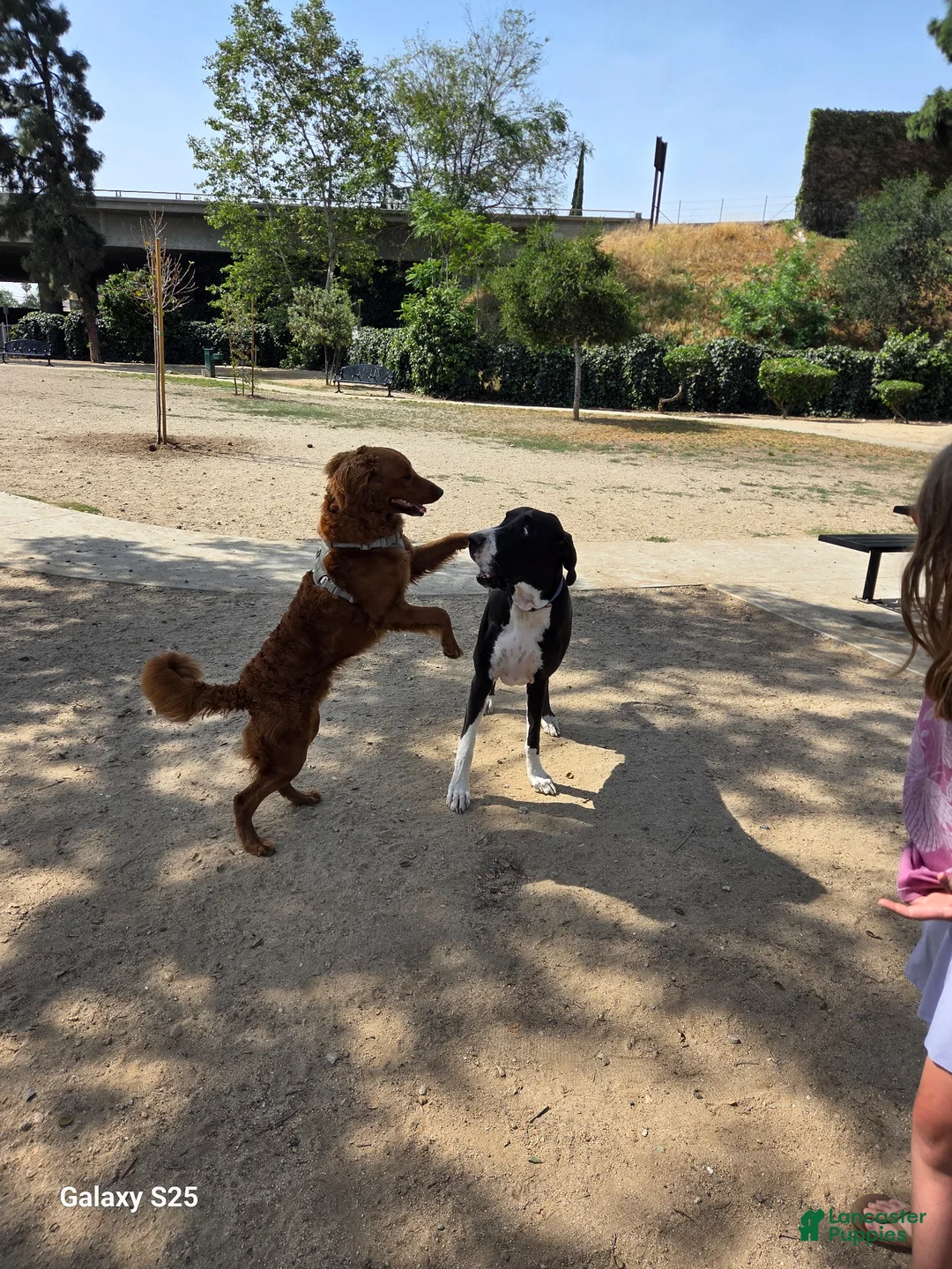 Goldendoodle dogs for sale: Goldendoodle Puppy 1 - Ad 2