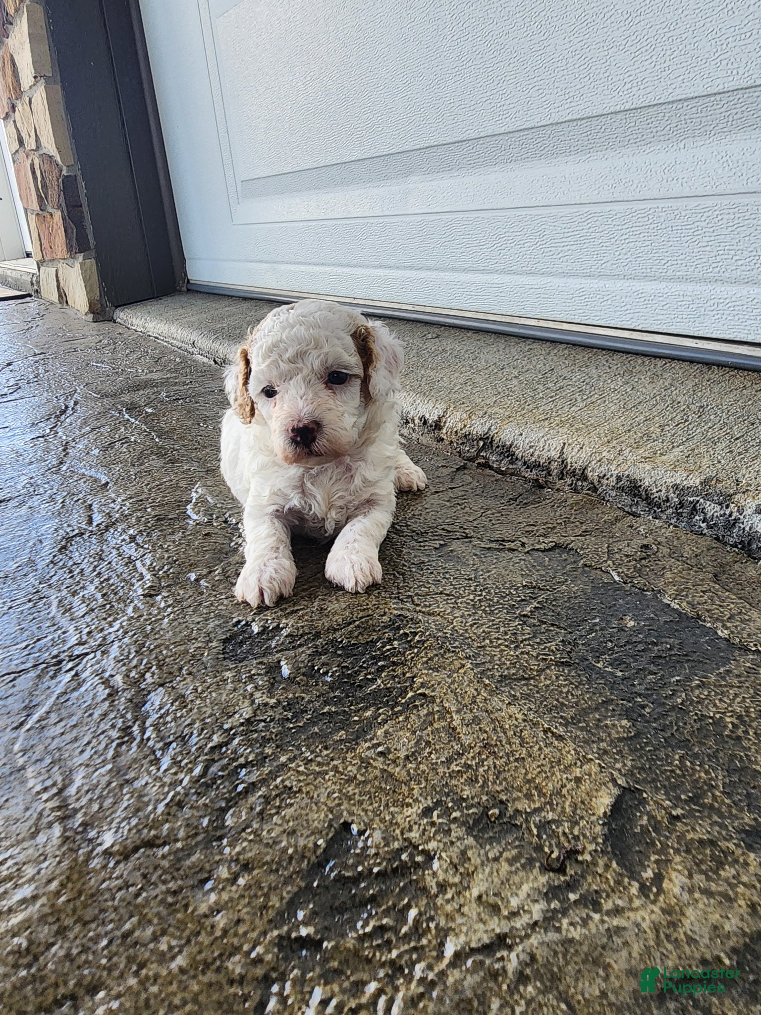 Toy Poodle dogs Toy Poodle 4 - Ad 2