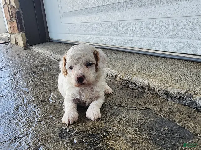 Toy Poodle dogs Toy Poodle 4 - Ad 2