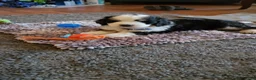 Bernedoodle dogs for sale: Bernedoodle 1 Blue Collar  - Ad 3