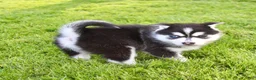 Pomsky dogs for sale: Buster - Ad 7
