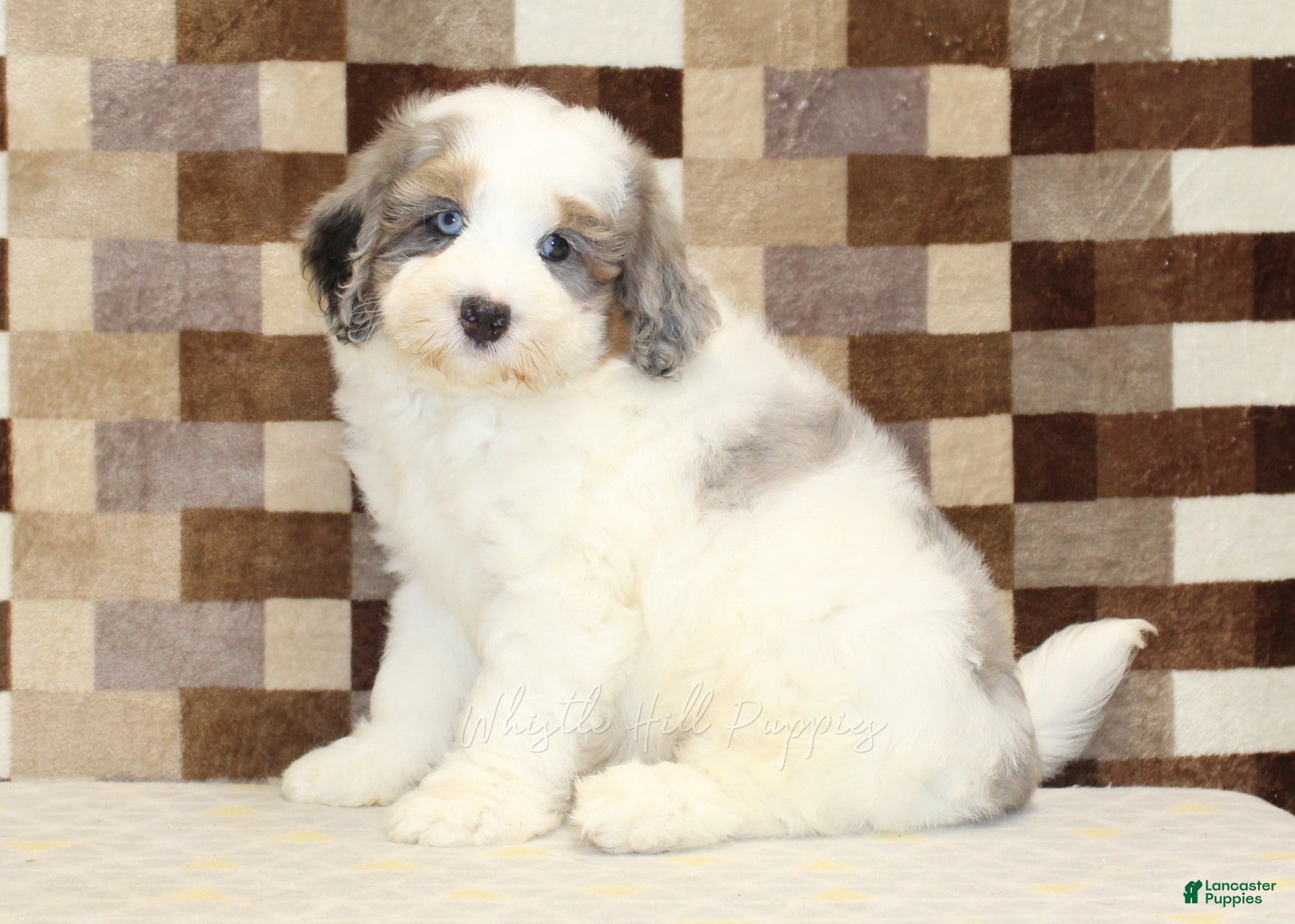 Mini Bernedoodle dogs Chip - Ad 1
