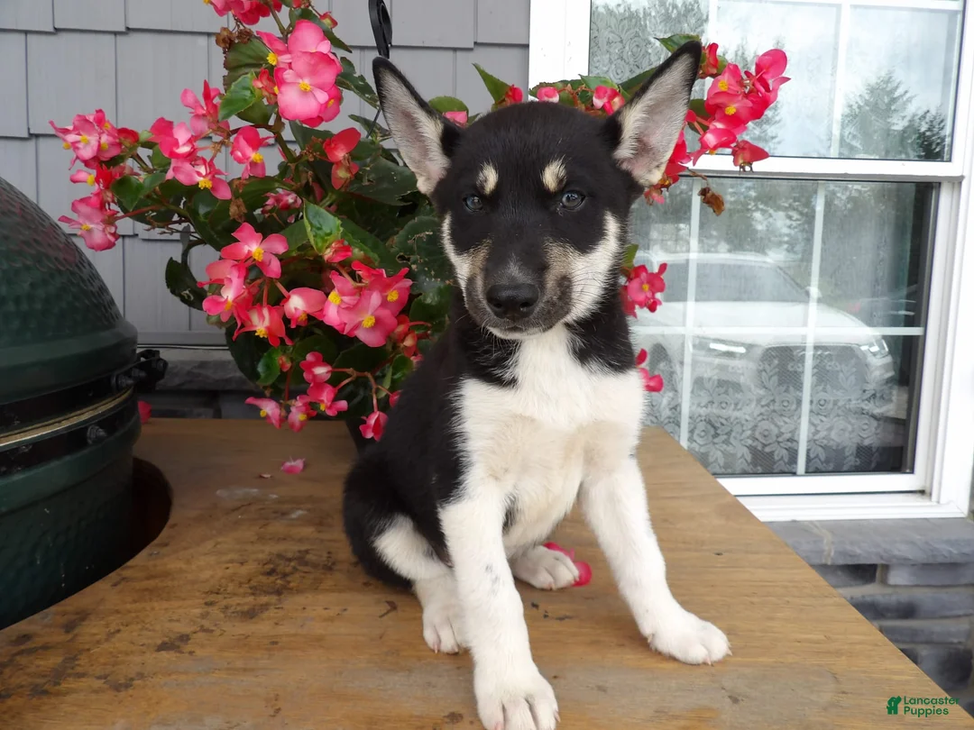 Gallery Image {{count}}