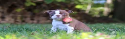Boston Terrier dogs for sale: Ariana - Ad 5