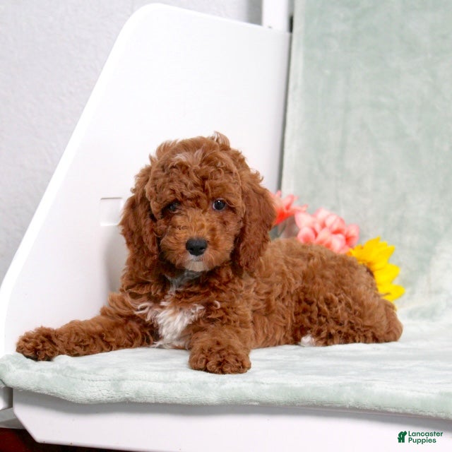 Miniature Poodle dogs Landon - Ad 1