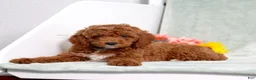 Miniature Poodle dogs for sale: Landon - Ad 1