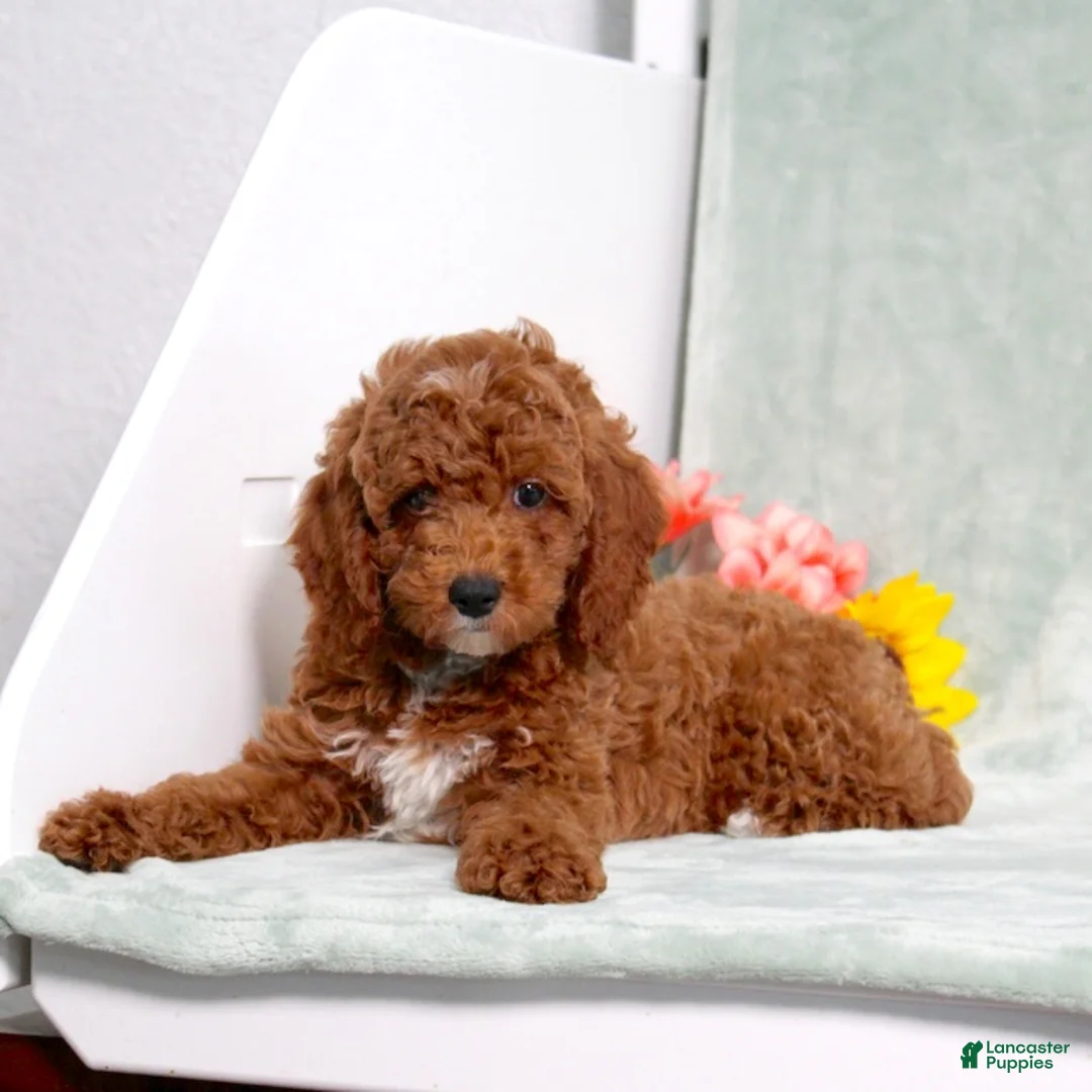 Miniature Poodle dogs for sale: Landon - Ad 1