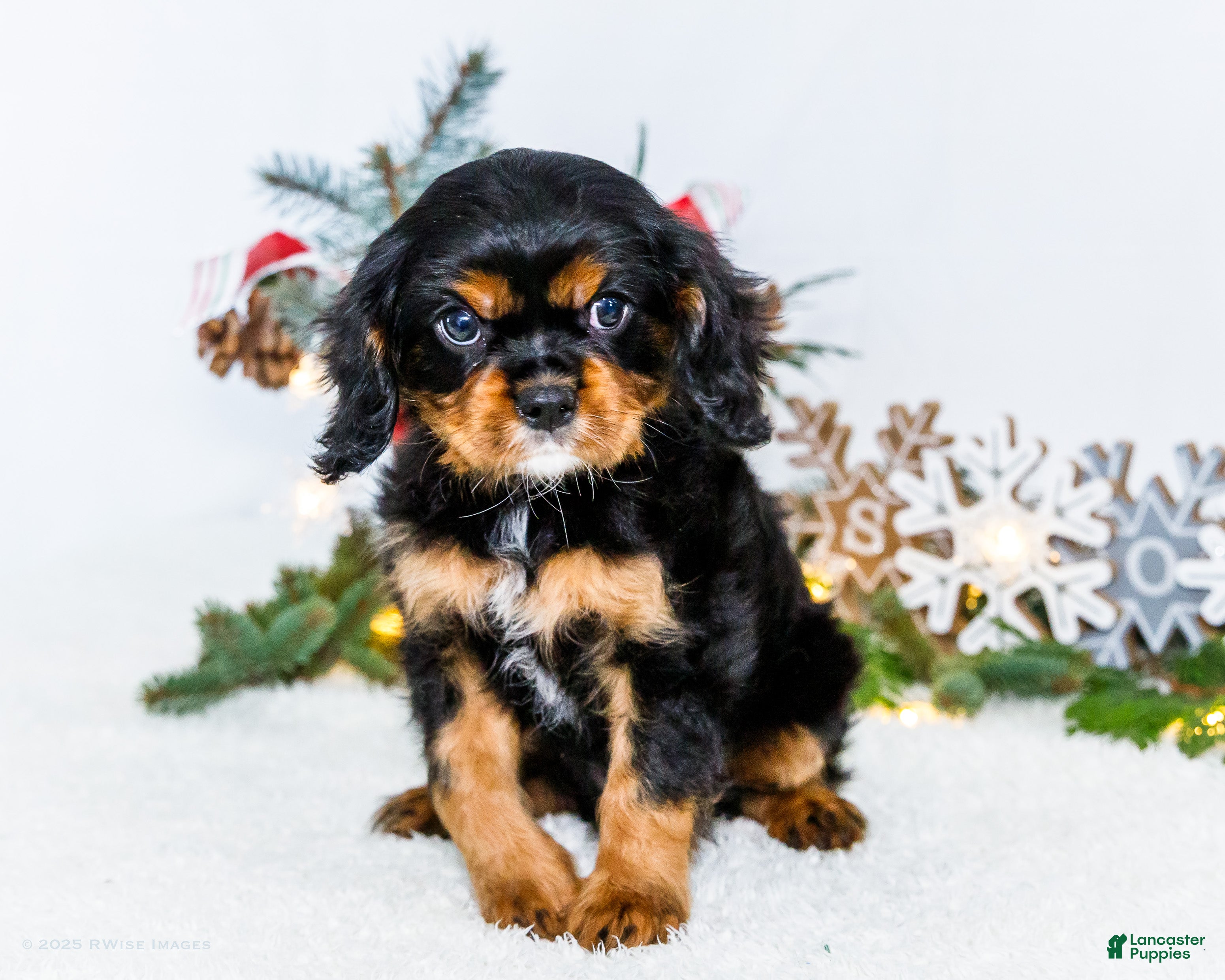 Cavalier King Charles Spaniel dogs Garland - Ad 13