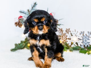 Cavalier King Charles Spaniel dogs Garland - Ad 21