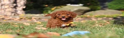Cavapoo dogs for sale: Pearl - Ad 1