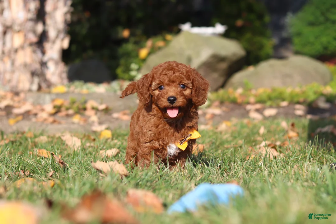 Cavapoo dogs for sale: Pearl - Ad 1