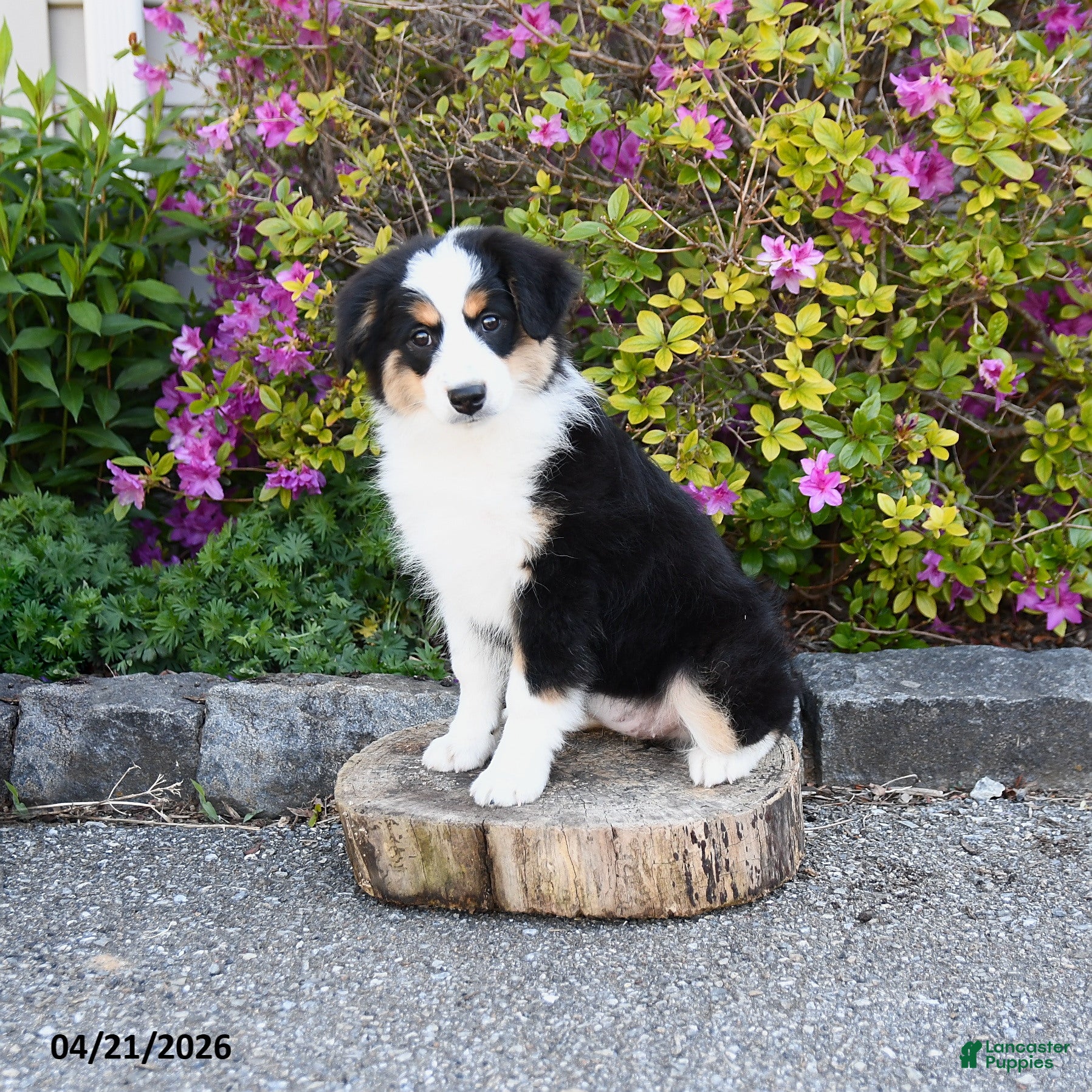 Miniature Australian Shepherd dogs Sage - Ad 2