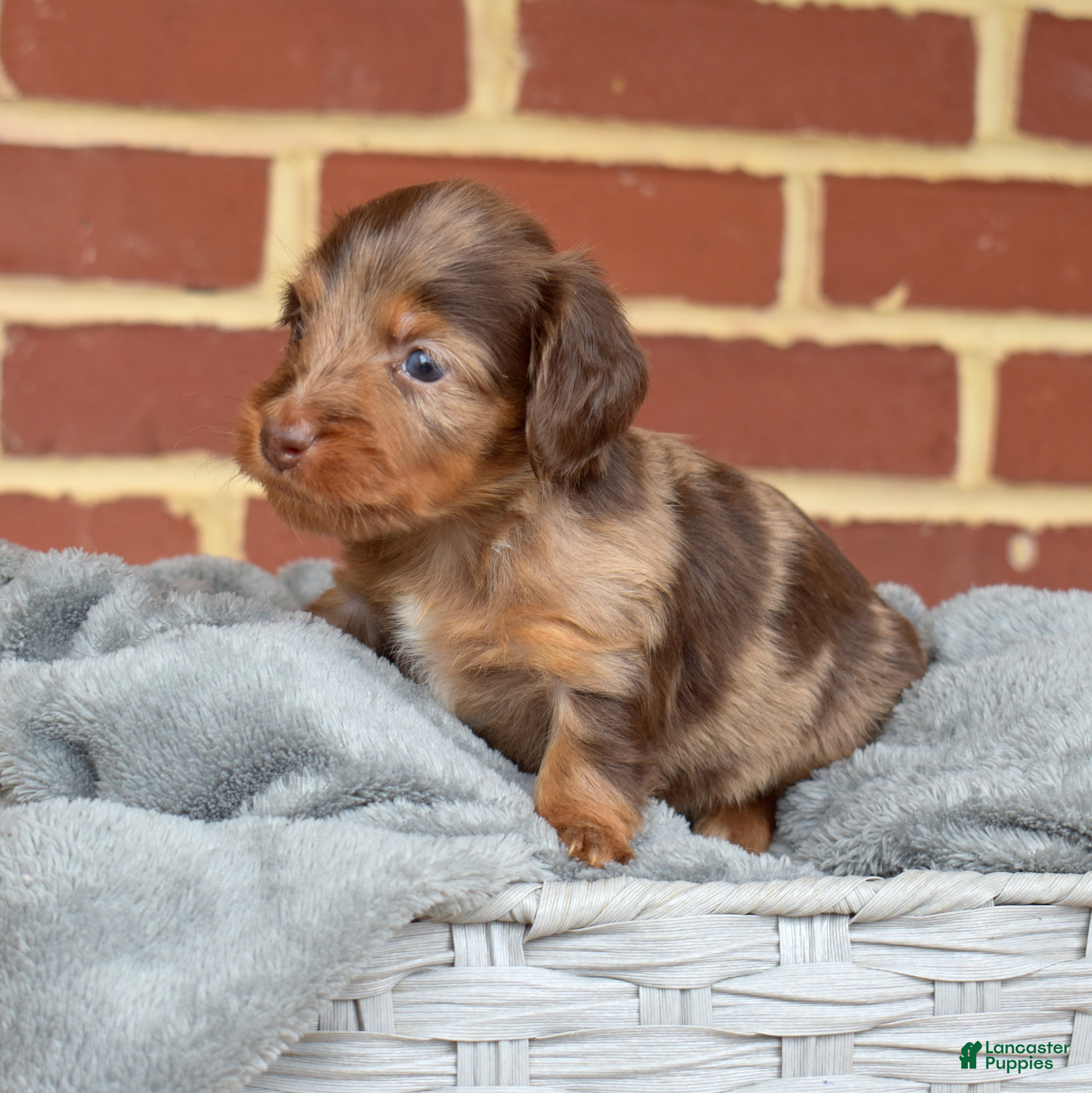 Miniature Dachshund dogs Truffle - Ad 1