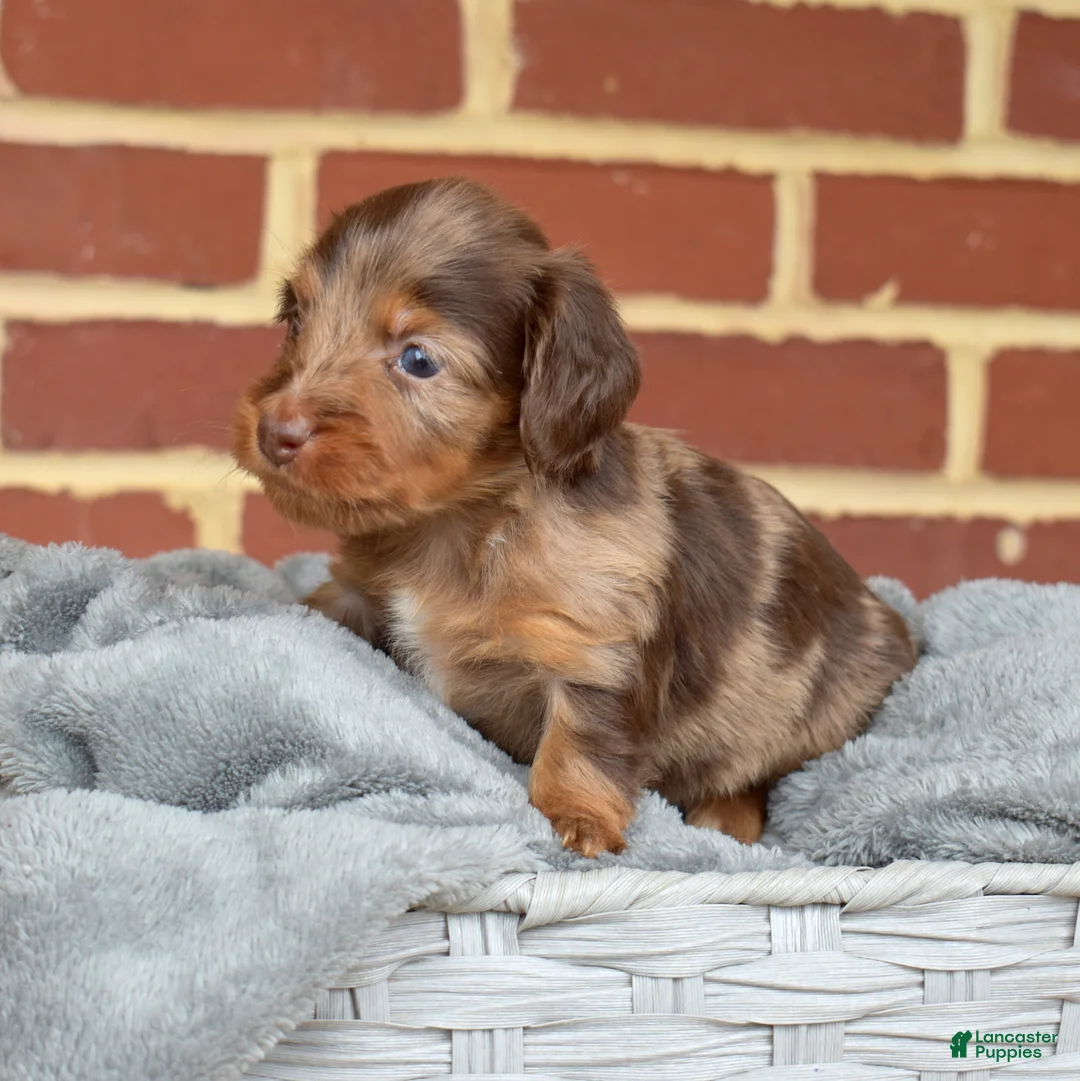 Miniature Dachshund dogs for sale: Truffle - Ad 1