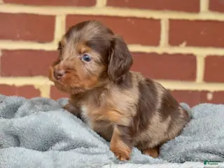 Miniature Dachshund dogs Truffle - Ad 1