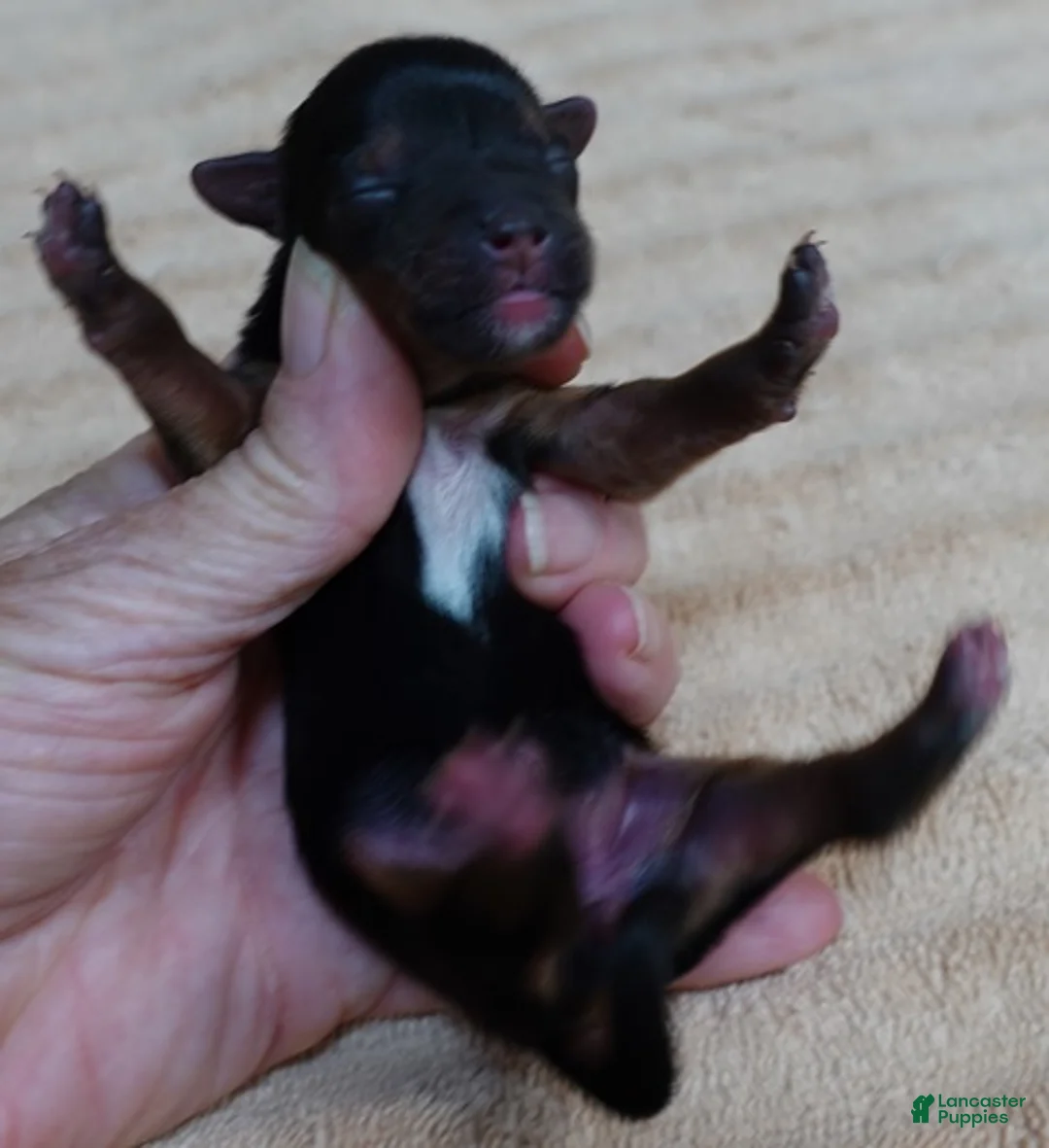 Yorkshire Terrier dogs for sale: Teacup Bailey 3 3/4 ounces - Ad 2