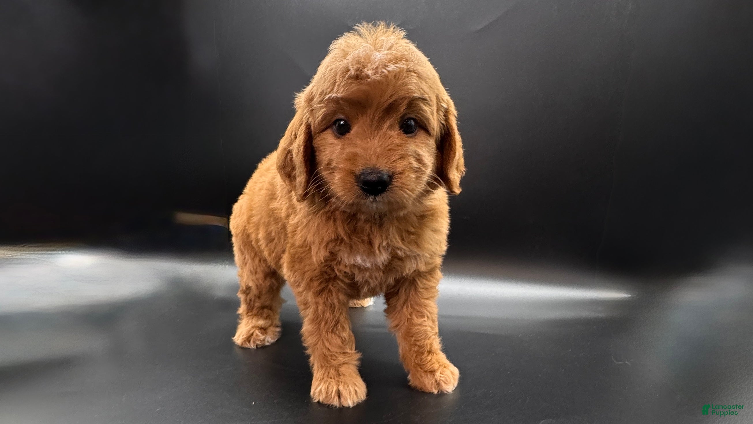 Mini Goldendoodle dogs Zeus Mini Goldendoodle - Ad 21