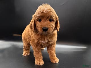 Mini Goldendoodle dogs Zeus Mini Goldendoodle - Ad 39