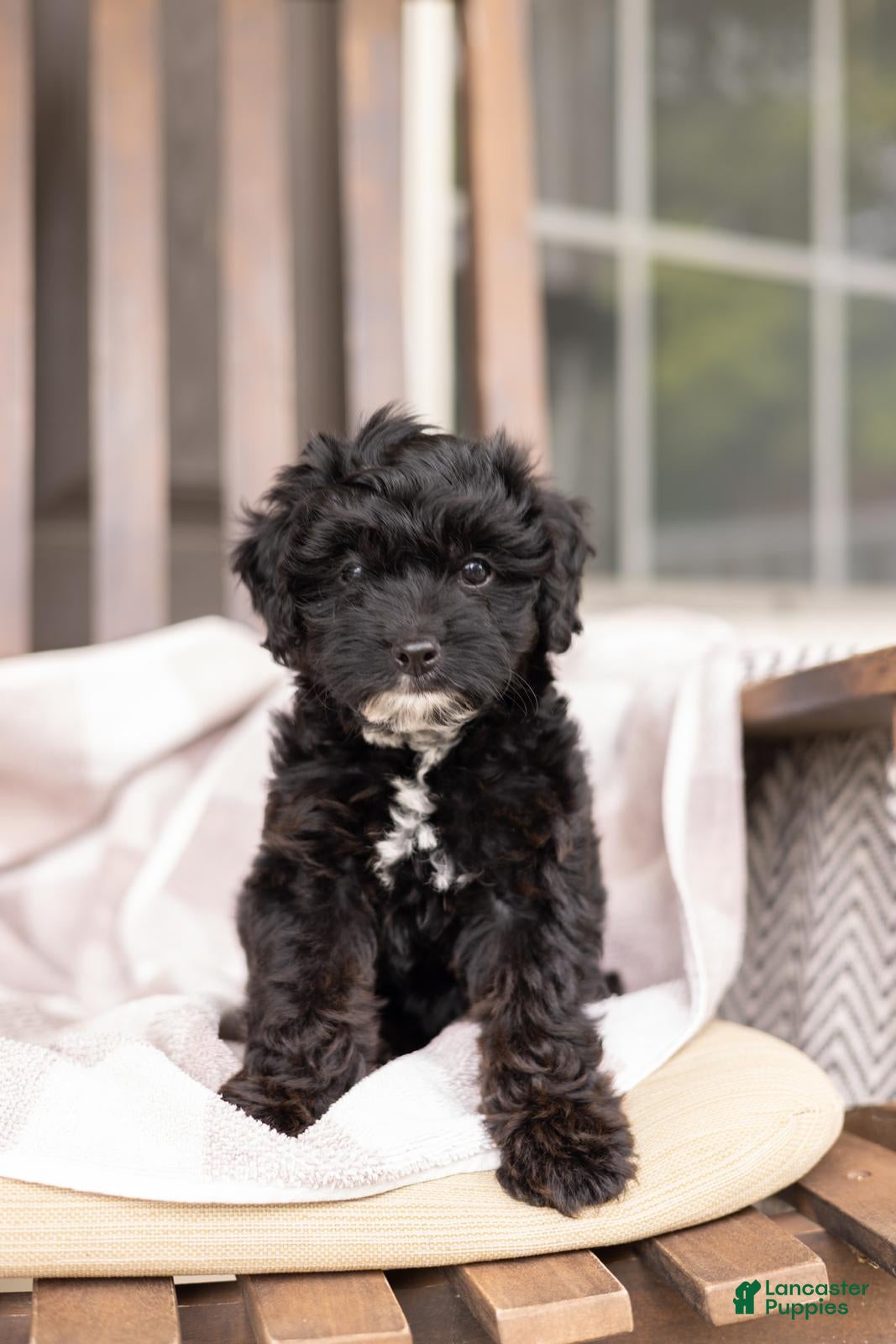 Yorkiepoo dogs Ava - Ad 2