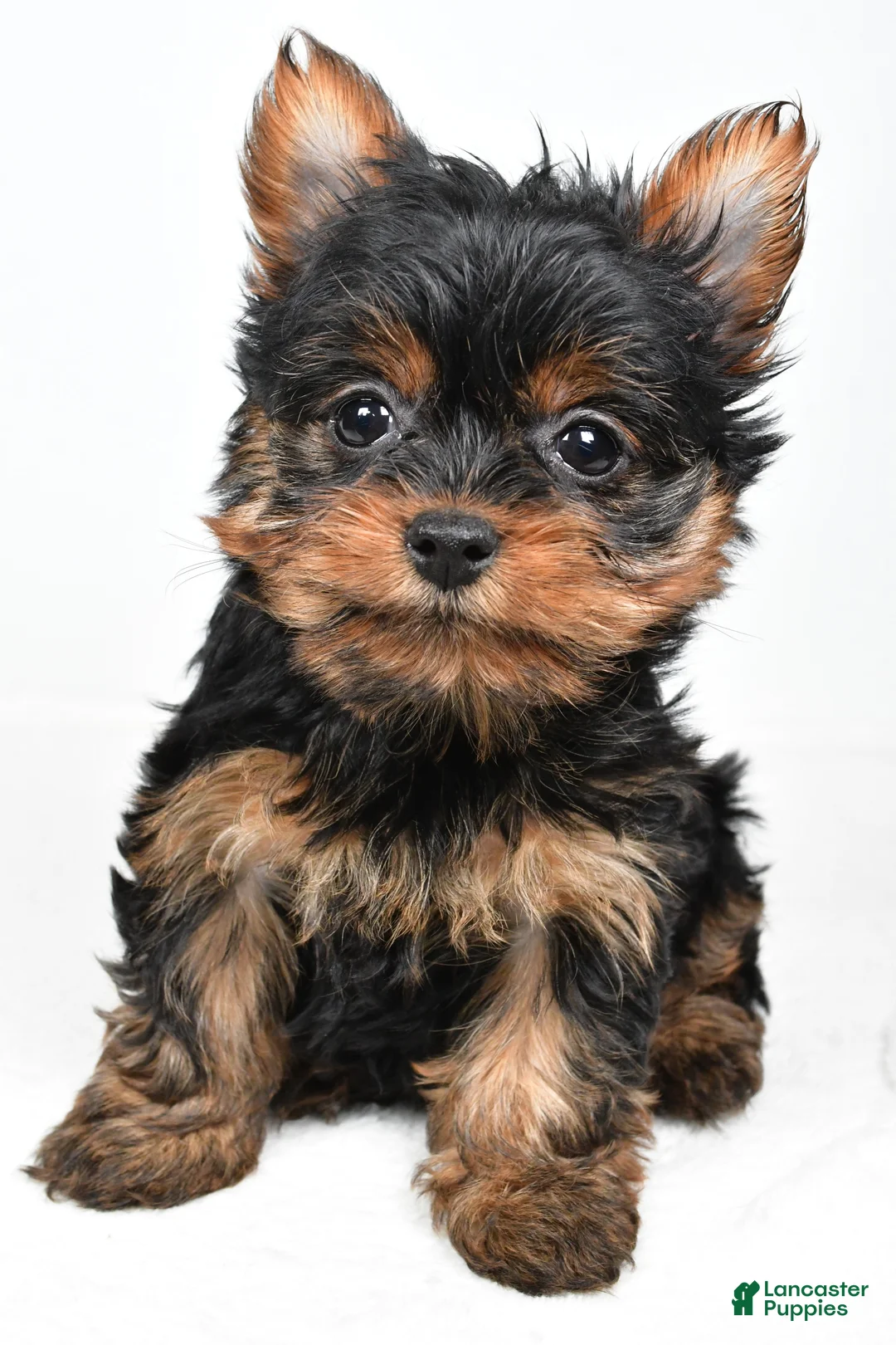 Yorkshire Terrier dogs for sale: Heidi - Ad 8