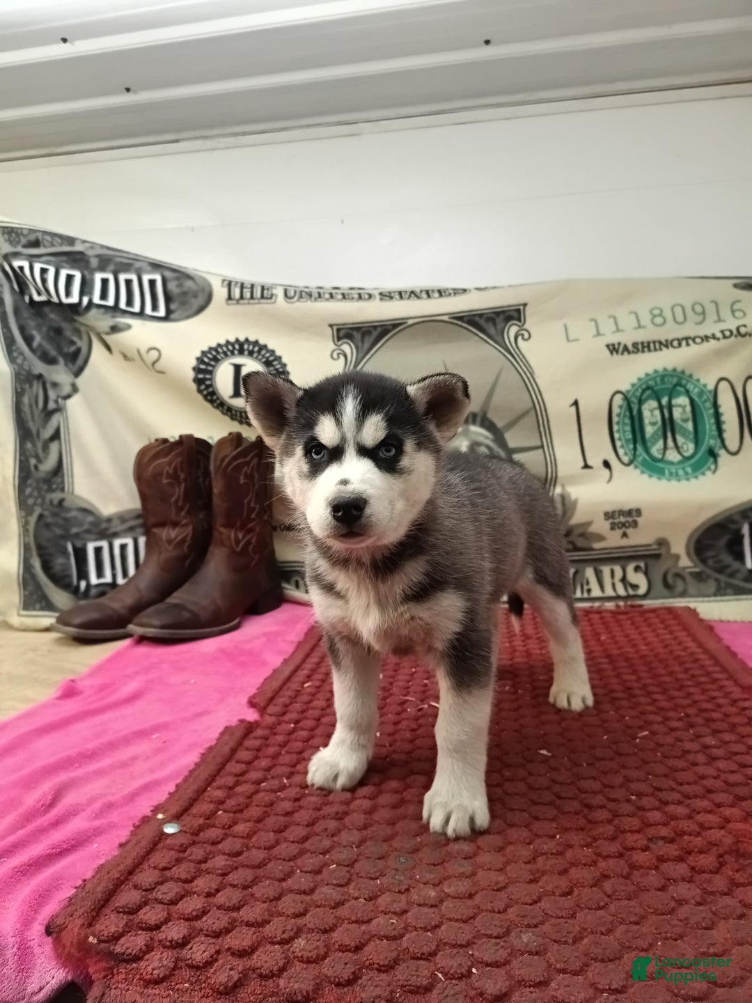 Siberian Husky dogs for sale: Ada - Ad 2