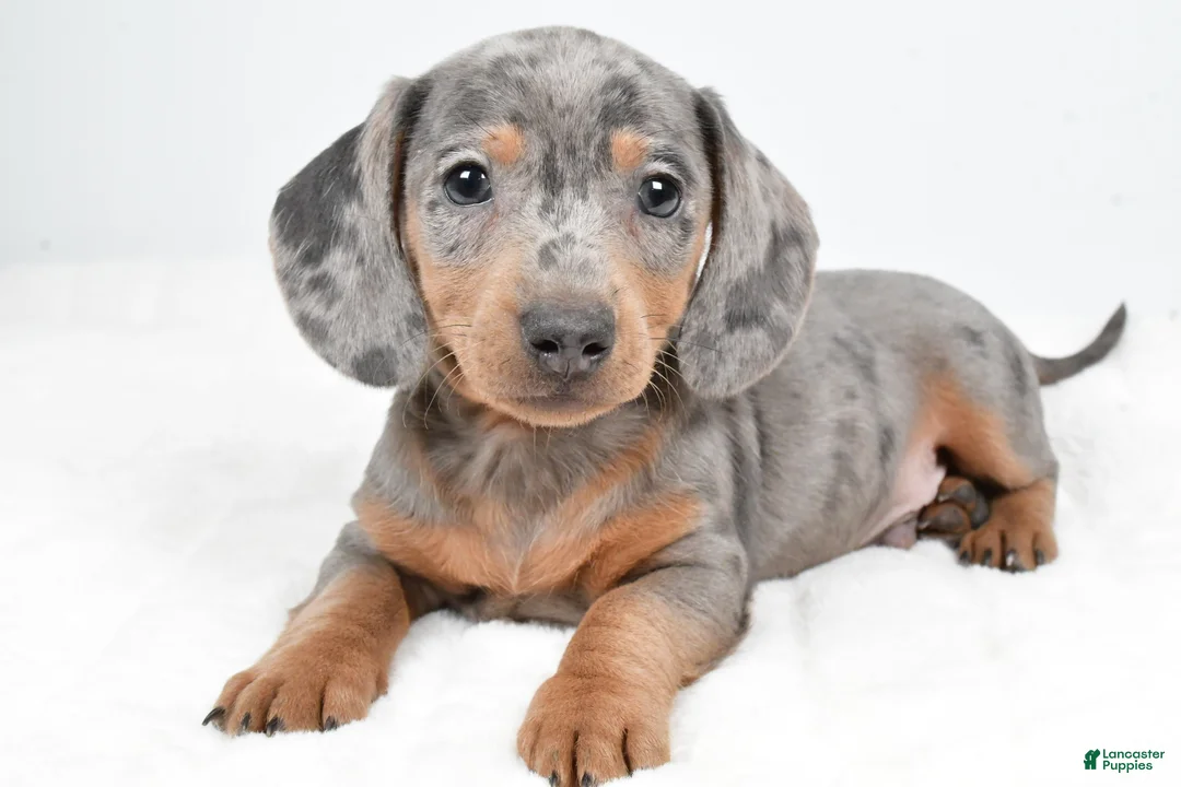Dachshund dogs for sale: Cash - Ad 4