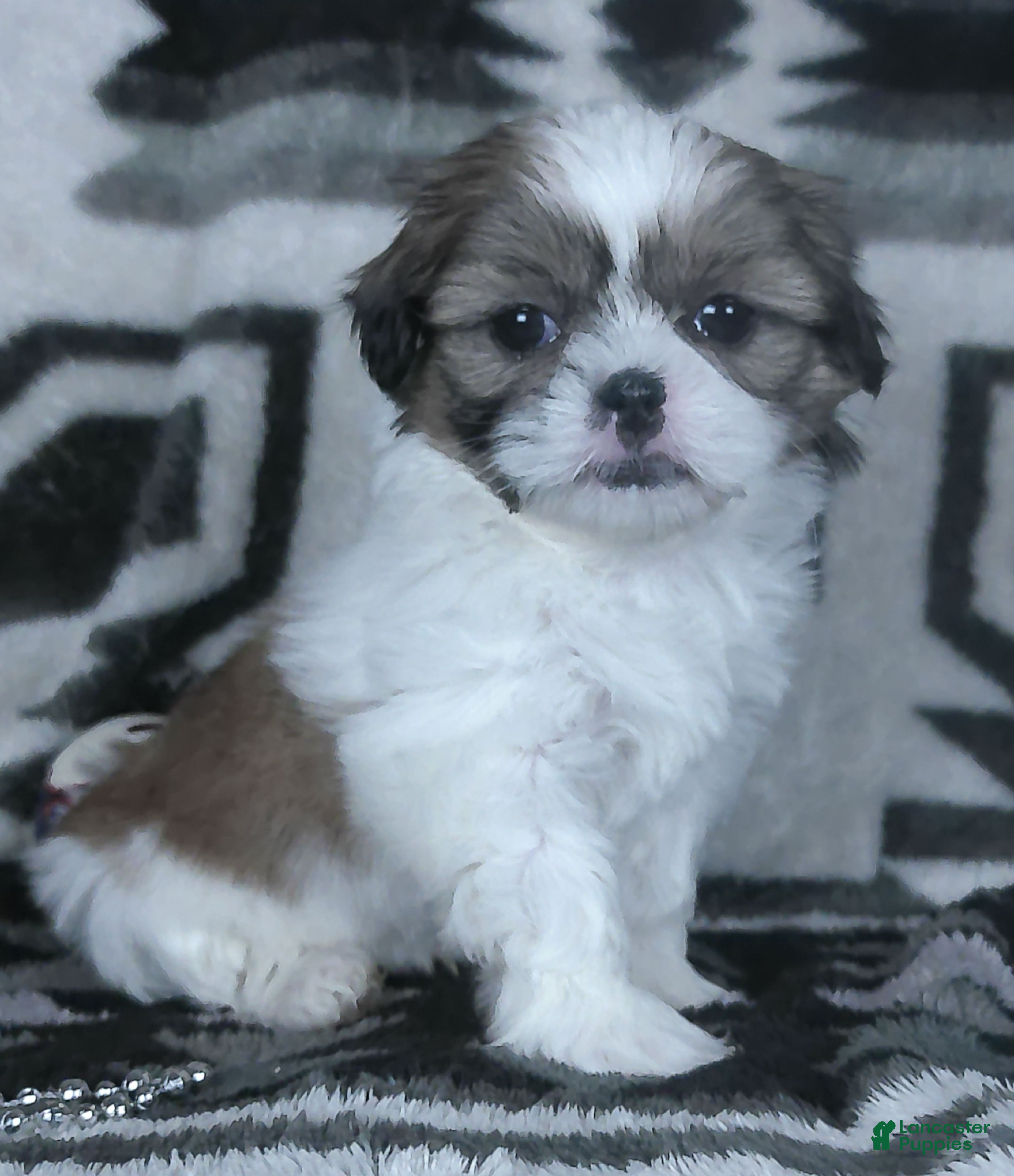 Shih Tzu dogs Alex - Ad 1