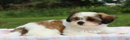 Mixed Breed dogs for sale: Gemma - Ad 3