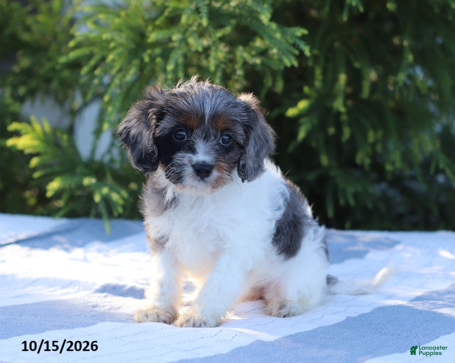 Cavapoo dogs Cupcake - Ad 1