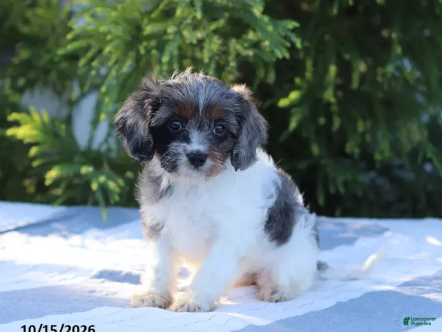 Cavapoo dogs Cupcake - Ad 1